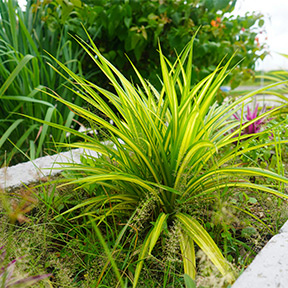 Natural Prairie Project 